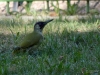 010_fotowilga~72.JPG