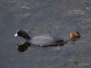Filename=0111_fotowilga~57.JPG
Filesize=261KB
Dimensions=700x525
Date added=Nov 18, 2018 0111_fotowilga~57.JPG