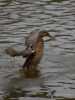 Filename=0112_fotowilga~48.JPG
Filesize=286KB
Dimensions=525x700
Date added=Dec 11, 2017 0112_fotowilga~48.JPG