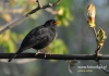 Filename=0117_fotowilga~6.JPG
Filesize=73KB
Dimensions=640x452
Date added=Jan 26, 2015 0117_fotowilga~6.JPG