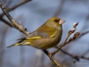 Filename=0118_fotowilga~47.JPG
Filesize=238KB
Dimensions=700x525
Date added=Mar 04, 2018 0118_fotowilga~47.JPG