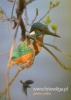 Filename=011_fotowilga~19.JPG
Filesize=68KB
Dimensions=343x480
Date added=Nov 12, 2015 011_fotowilga~19.JPG