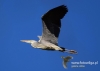Filename=011_fotowilga~30.JPG
Filesize=49KB
Dimensions=640x457
Date added=Jun 07, 2016 011_fotowilga~30.JPG