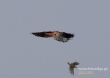 Filename=011_fotowilga~31.JPG
Filesize=47KB
Dimensions=640x457
Date added=Jun 13, 2016 011_fotowilga~31.JPG