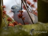 Filename=011_fotowilga~40.JPG
Filesize=84KB
Dimensions=640x480
Date added=Mar 20, 2017 011_fotowilga~40.JPG