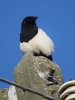 Filename=011_fotowilga~46.JPG
Filesize=237KB
Dimensions=525x700
Date added=Jun 03, 2017 011_fotowilga~46.JPG