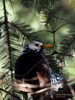 Filename=011_fotowilga~48.JPG
Filesize=287KB
Dimensions=525x700
Date added=Oct 22, 2017 011_fotowilga~48.JPG