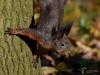 Filename=011_fotowilga~50.JPG
Filesize=305KB
Dimensions=700x525
Date added=Dec 01, 2017 011_fotowilga~50.JPG