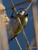 Filename=011_fotowilga~55.JPG
Filesize=233KB
Dimensions=525x700
Date added=Mar 03, 2018 011_fotowilga~55.JPG