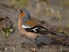 Filename=011_fotowilga~58.JPG
Filesize=235KB
Dimensions=700x525
Date added=Jul 23, 2018 011_fotowilga~58.JPG