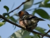 Filename=011_fotowilga~63.JPG
Filesize=230KB
Dimensions=700x525
Date added=Feb 26, 2019 011_fotowilga~63.JPG
