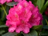 Filename=011_fotowilga~64.JPG
Filesize=263KB
Dimensions=700x525
Date added=Mar 25, 2019 011_fotowilga~64.JPG