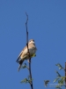 Filename=011_fotowilga~65.JPG
Filesize=176KB
Dimensions=525x700
Date added=Apr 04, 2019 011_fotowilga~65.JPG