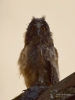 Filename=011_fotowilga~67.JPG
Filesize=214KB
Dimensions=525x700
Date added=Jun 10, 2019 011_fotowilga~67.JPG