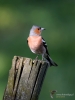 Filename=0120_fotowilga~39.JPG
Filesize=223KB
Dimensions=525x700
Date added=Jul 11, 2017 0120_fotowilga~39.JPG