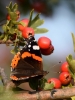 Filename=0126_fotowilga~51.JPG
Filesize=269KB
Dimensions=525x700
Date added=Sep 10, 2018 0126_fotowilga~51.JPG