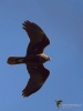 Filename=0126_fotowilga~59.JPG
Filesize=201KB
Dimensions=525x700
Date added=Apr 29, 2019 0126_fotowilga~59.JPG