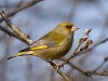 Filename=0127_fotowilga.JPG
Filesize=237KB
Dimensions=700x525
Date added=Jan 08, 2019 0127_fotowilga.JPG