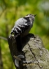 Filename=0127_fotowilga~18.JPG
Filesize=63KB
Dimensions=343x480
Date added=Jul 07, 2016 0127_fotowilga~18.JPG