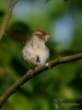 Filename=0127_fotowilga~32.JPG
Filesize=208KB
Dimensions=525x700
Date added=Jun 07, 2017 0127_fotowilga~32.JPG