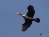 Filename=0127_fotowilga~40.JPG
Filesize=159KB
Dimensions=700x525
Date added=Dec 06, 2017 0127_fotowilga~40.JPG