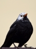 Filename=0129_fotowilga~58.JPG
Filesize=188KB
Dimensions=525x700
Date added=Mar 04, 2019 0129_fotowilga~58.JPG