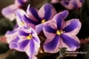 Filename=012_fotowilga~0.JPG
Filesize=116KB
Dimensions=720x480
Date added=Oct 19, 2012 012_fotowilga~0.JPG