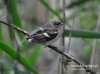 Filename=012_fotowilga~24.JPG
Filesize=96KB
Dimensions=640x476
Date added=Feb 01, 2016 012_fotowilga~24.JPG