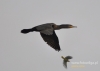 Filename=012_fotowilga~27.JPG
Filesize=44KB
Dimensions=640x457
Date added=Mar 19, 2016 012_fotowilga~27.JPG
