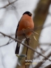 Filename=012_fotowilga~37.JPG
Filesize=47KB
Dimensions=360x480
Date added=Dec 05, 2016 012_fotowilga~37.JPG