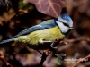 Filename=012_fotowilga~41.JPG
Filesize=84KB
Dimensions=640x480
Date added=Feb 28, 2017 012_fotowilga~41.JPG