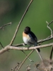 Filename=012_fotowilga~46.JPG
Filesize=212KB
Dimensions=525x700
Date added=Jun 12, 2017 012_fotowilga~46.JPG