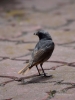 Filename=012_fotowilga~51.JPG
Filesize=246KB
Dimensions=525x700
Date added=Nov 03, 2017 012_fotowilga~51.JPG
