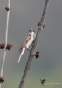Filename=012_fotowilga~53.JPG
Filesize=179KB
Dimensions=499x700
Date added=Nov 28, 2017 012_fotowilga~53.JPG