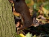 Filename=012_fotowilga~54.JPG
Filesize=304KB
Dimensions=700x525
Date added=Dec 01, 2017 012_fotowilga~54.JPG
