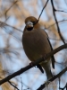 Filename=012_fotowilga~56.JPG
Filesize=238KB
Dimensions=525x700
Date added=Feb 18, 2018 012_fotowilga~56.JPG