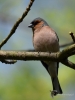 Filename=012_fotowilga~62.JPG
Filesize=216KB
Dimensions=525x700
Date added=Mar 05, 2019 012_fotowilga~62.JPG