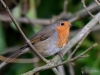 Filename=012_fotowilga~66.JPG
Filesize=275KB
Dimensions=700x525
Date added=May 09, 2019 012_fotowilga~66.JPG