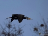 Filename=012_fotowilga~67.JPG
Filesize=203KB
Dimensions=700x525
Date added=May 24, 2019 012_fotowilga~67.JPG