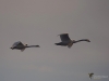Filename=012_fotowilga~73.JPG
Filesize=172KB
Dimensions=700x525
Date added=Nov 26, 2019 012_fotowilga~73.JPG