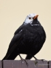 Filename=0131_fotowilga~0.JPG
Filesize=186KB
Dimensions=525x700
Date added=Mar 03, 2019 0131_fotowilga~0.JPG