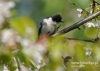 Filename=0131_fotowilga~15.JPG
Filesize=89KB
Dimensions=640x457
Date added=May 10, 2015 0131_fotowilga~15.JPG