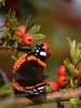Filename=0131_fotowilga~52.JPG
Filesize=275KB
Dimensions=525x700
Date added=Sep 10, 2018 0131_fotowilga~52.JPG