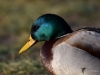 Filename=0133_fotowilga.JPG
Filesize=241KB
Dimensions=700x525
Date added=May 14, 2019 0133_fotowilga.JPG