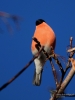 Filename=0136_fotowilga~54.JPG
Filesize=225KB
Dimensions=525x700
Date added=Jun 25, 2018 0136_fotowilga~54.JPG