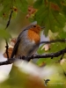 Filename=0137_fotowilga~60.JPG
Filesize=256KB
Dimensions=525x700
Date added=Nov 08, 2018 0137_fotowilga~60.JPG