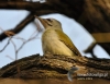 Filename=013_fotowilga~26.JPG
Filesize=105KB
Dimensions=617x480
Date added=Mar 05, 2016 013_fotowilga~26.JPG