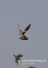 Filename=013_fotowilga~33.JPG
Filesize=33KB
Dimensions=343x480
Date added=Jun 14, 2016 013_fotowilga~33.JPG