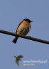 Filename=013_fotowilga~35.JPG
Filesize=38KB
Dimensions=343x480
Date added=Jul 07, 2016 013_fotowilga~35.JPG