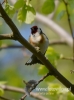 Filename=013_fotowilga~36.JPG
Filesize=51KB
Dimensions=357x480
Date added=Aug 09, 2016 013_fotowilga~36.JPG